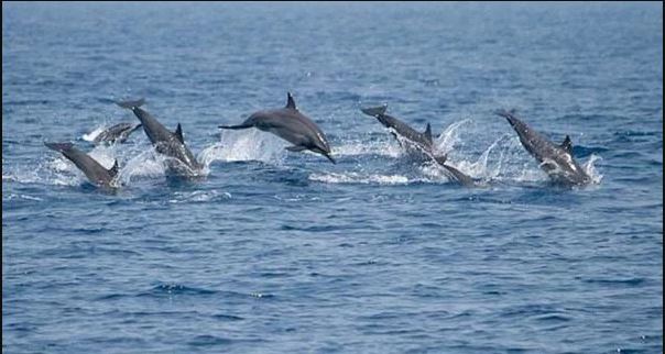A pod of spinner dolphins leaping and swimming together in the blue ocean near Sri Lanka